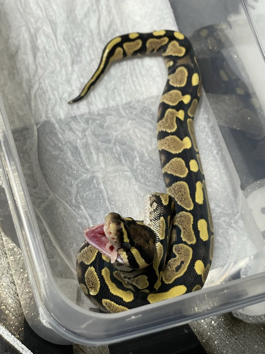 kk999kk753's tweet image. 初ご飯
と
現在1年と10日　985㌘　
レースhet VPIアザン　(旦那探し中)

#ボールパイソン
#Ballpython
#CandyBallFamilia