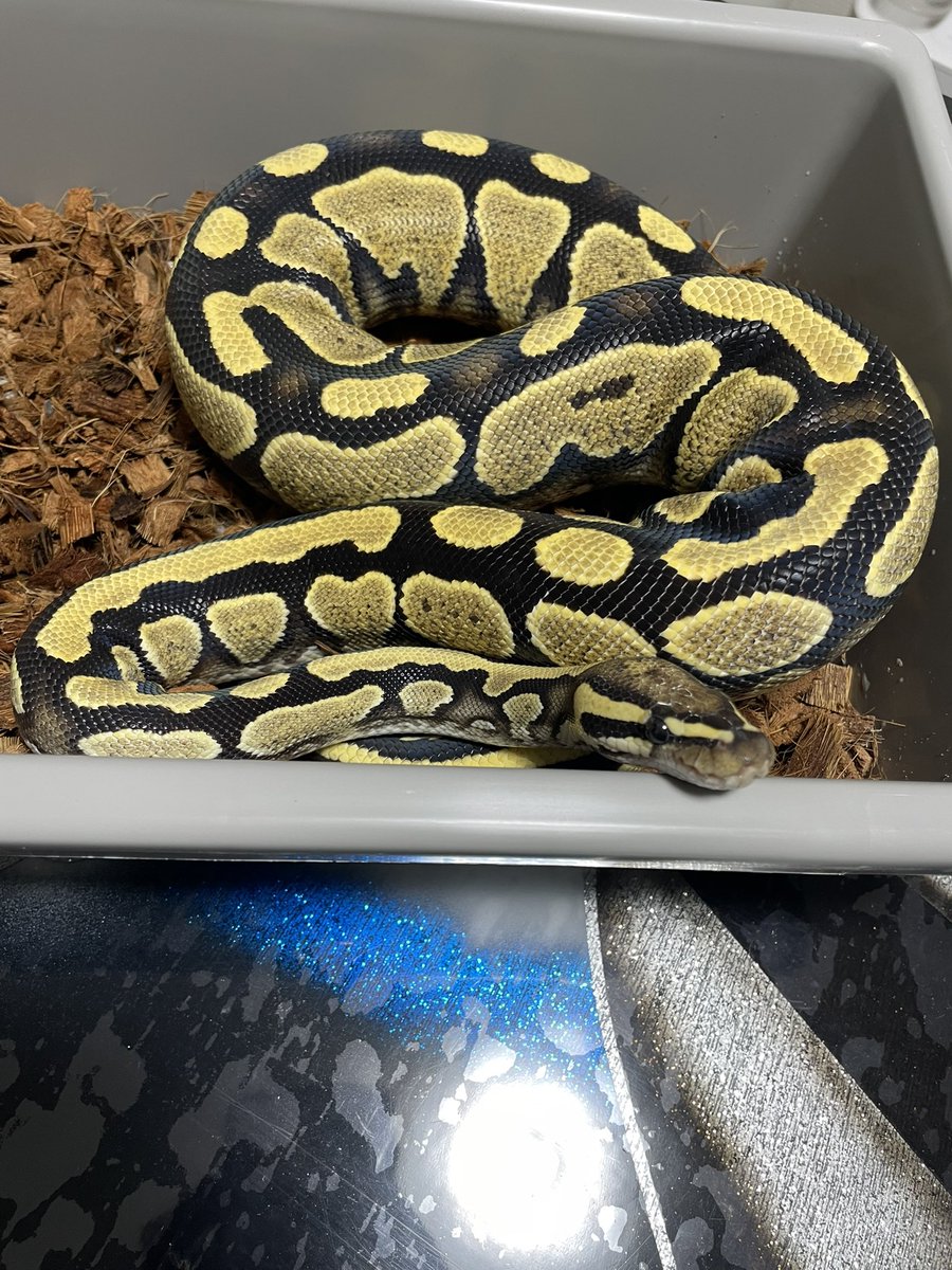 kk999kk753's tweet image. 初ご飯
と
現在1年と10日　985㌘　
レースhet VPIアザン　(旦那探し中)

#ボールパイソン
#Ballpython
#CandyBallFamilia