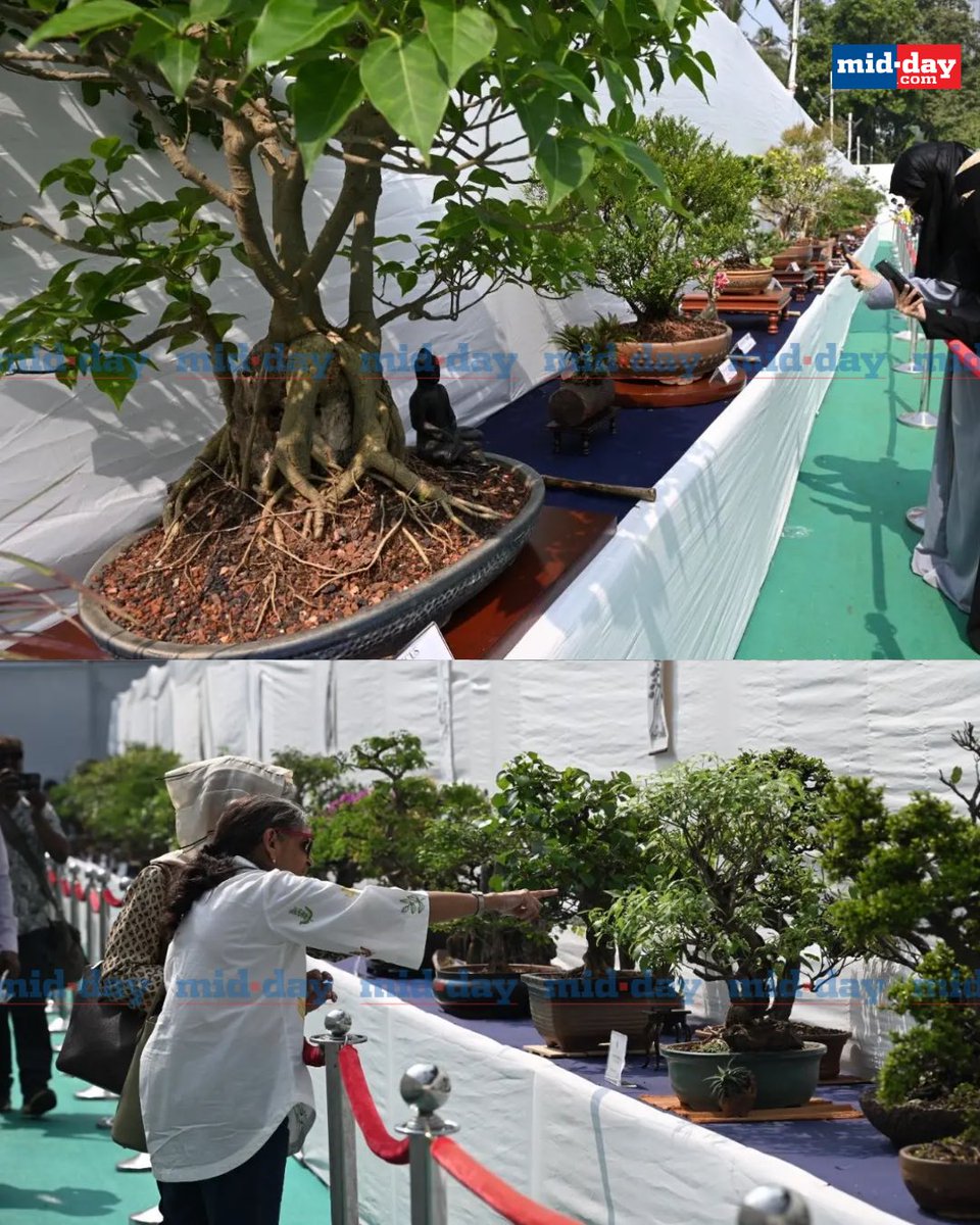 mid_day's tweet photo. Byculla’s Jijabai Bhosale Garden is hosting a three-day bonsai and origami exhibition celebrating India–Japan cultural ties, inaugurated by BMC Commissioner Bhushan Gagrani and Japan’s Consul General Koji Yagi.

The event features intricate bonsai displays and detailed origami models created with support from Origami Mitra, with free public entry from November 28 to 30 between 10 a.m. and 6 p.m.

📷: @iamATULKAMBLE 

https://t.co/xBoZenhgGy