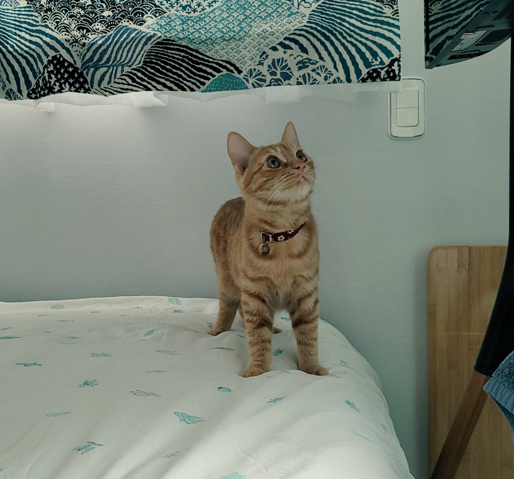 이런 플로우에 우리 애가 빠질 수 없서요