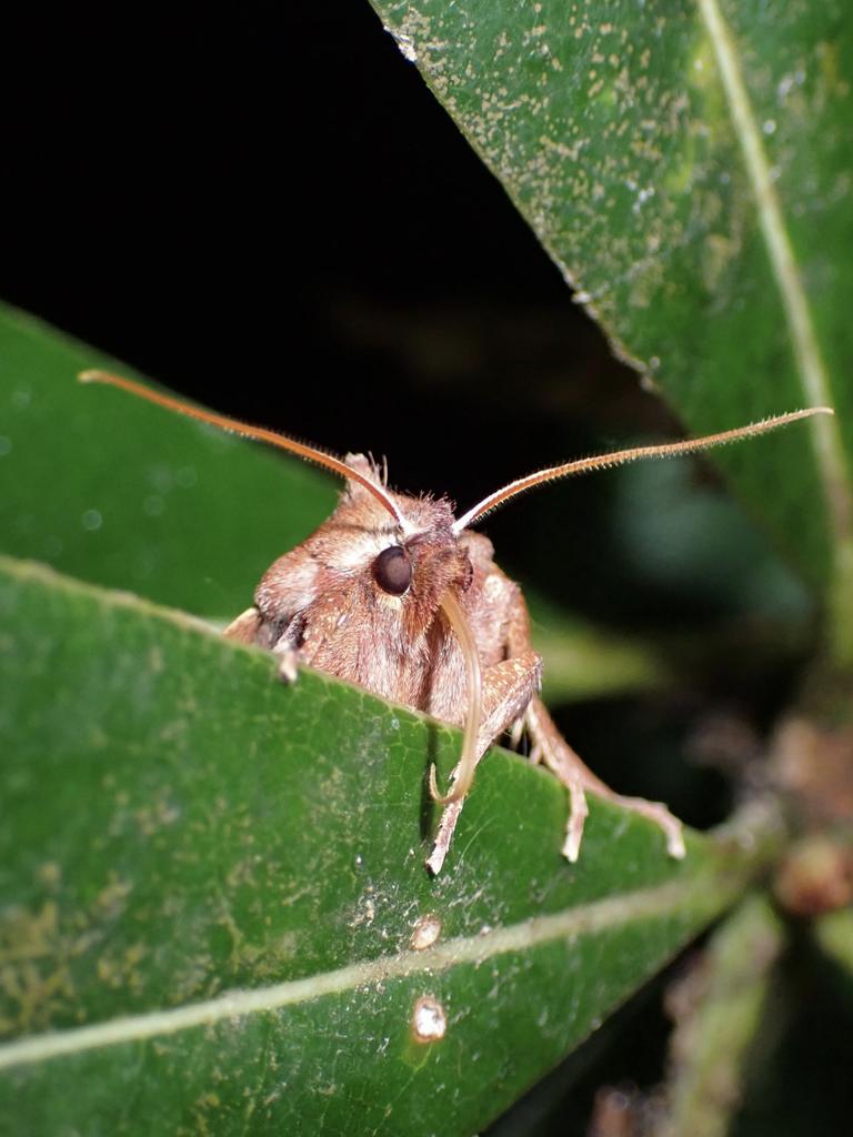 piyo_bug's tweet image. あら、目が合いましたね。今日から友達です