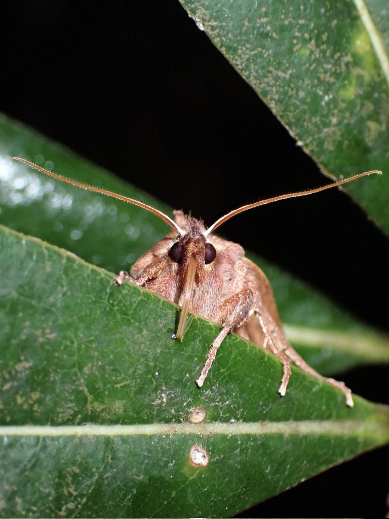 piyo_bug's tweet image. あら、目が合いましたね。今日から友達です