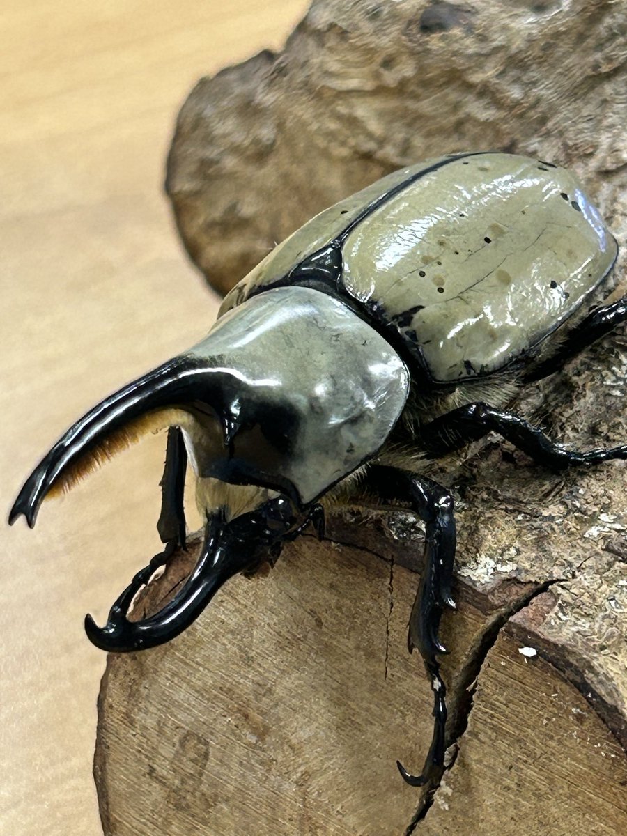 くわかぶプラネット (@kuwakabuplanet) / Posts / X