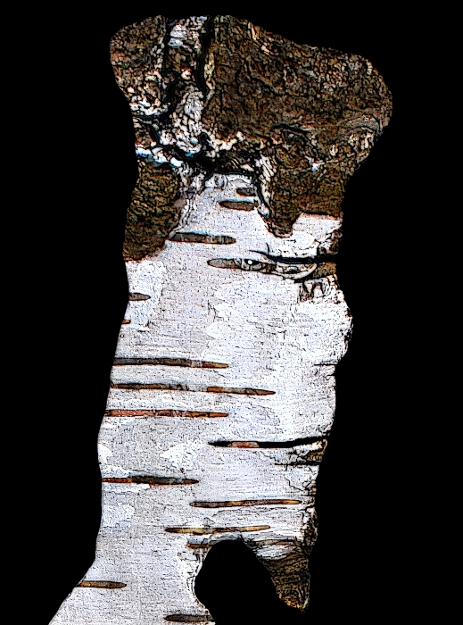 TwoJost's tweet image. Happy Friday, dear art &amp;amp; nature lovers! Wish you all a beautiful day 💚

&quot;Treefrix #337&quot;  
A face &quot;stolen&quot; from a tree bark    
A collaboration between the amazing @Treefrix and myself  
LE - 2.5 tez

Link below