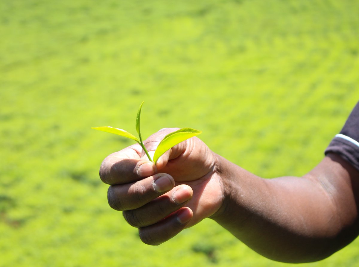 The finest teas are hand-plucked, typically selecting either "two leaves and a bud" or "one leaf and a bud" depending on the desired quality and variety. Similar to wine, the terroir/region/province of tea has a significant impact on its taste. 

All teas must be processed in one