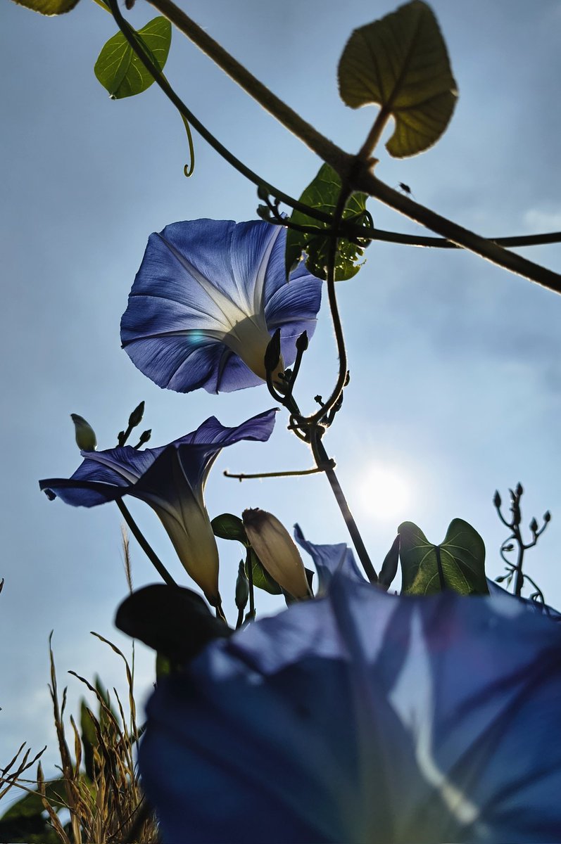 Claro que me encantan las ipomoeas, pero más la llamada coloquialmente "rompeplatos", verlas era señal de que se acercaba el cumpleaños de mis abuelitos QEPD y navidad.
En la imagen: flores, insecto, botones y el sol se mezclan 😍
#Viernesdeflores de <a href="/wonder_m_r/">Armando Maravilla - Wonder</a>.
#Felizviernes 👋🏻