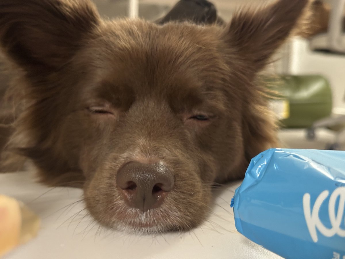 저기 강아지
테이블에서 자는 건 안 돼