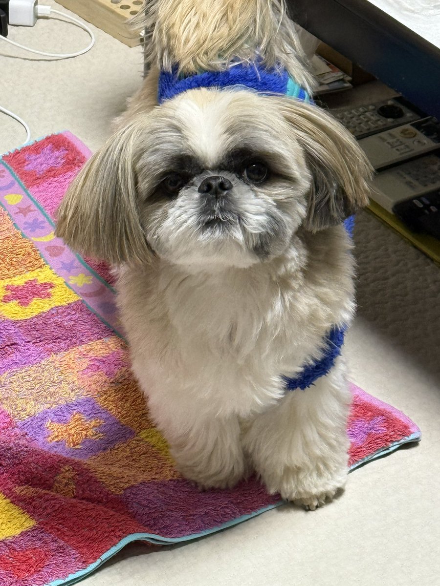 シーズーのズーコ♂ (@shih_tzu_co) / Posts / X