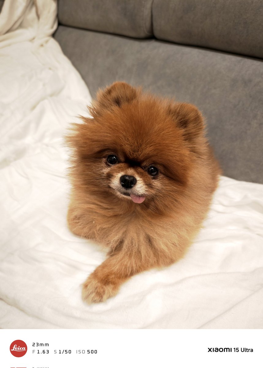 kesogo's tweet image. #Xiaomi15Ultra 
euROM焼いて #HyperOS3 を体験
Leicaの透かしが種類増えていい感じ
飽きてきたのでまたしばらく遊べそう
#ポメラニアン #leica