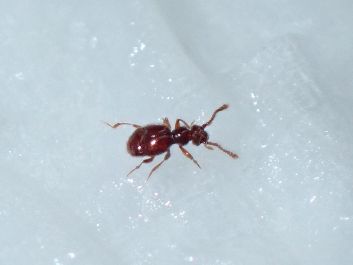 おかぴ オカピー (@okapi6721) / Posts / X