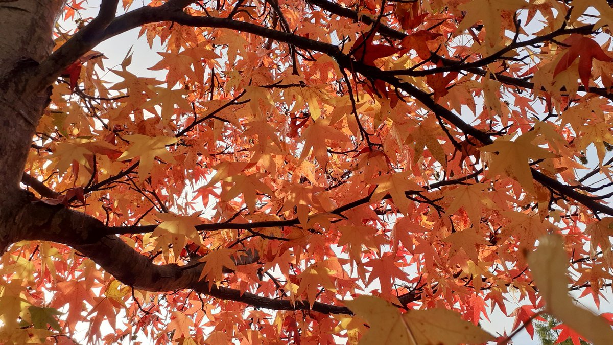 johnwxxiv's tweet image. Autumn Orange 😁
#alphabetchallenge #WeekVforVowels