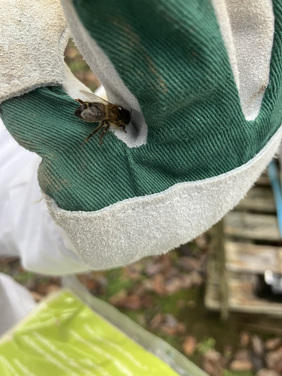 StAidansSoc tweet media