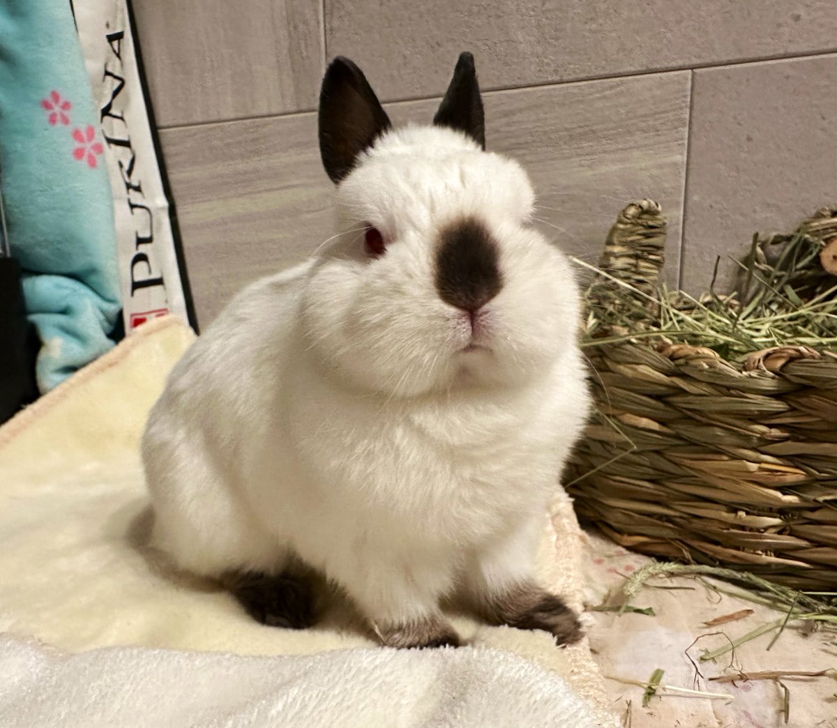 ミラちゃんです🐰久しぶり🐰うさぎ🐰