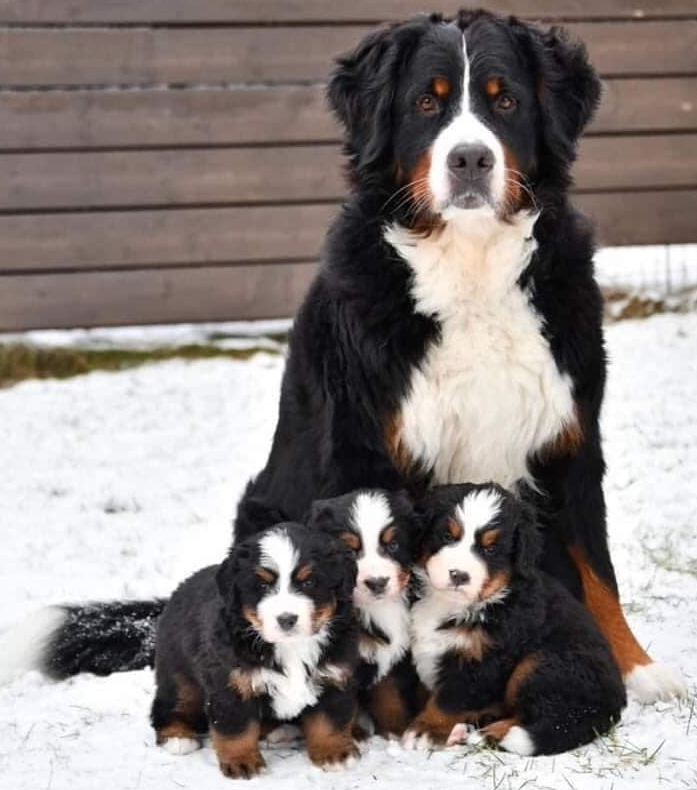 TweeetsOfDogs's tweet photo. Picture of the day ❤

On a scale from 1 - 10 how beautiful is this photo? https://t.co/zwFoeOdN5q