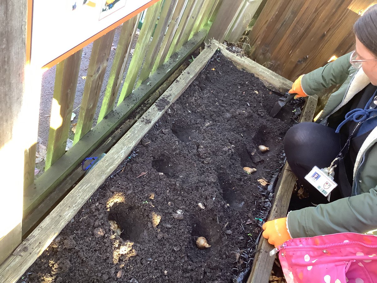 gsp_nursery's tweet image. We have been planting spring bulbs ready to make our garden look beautiful.