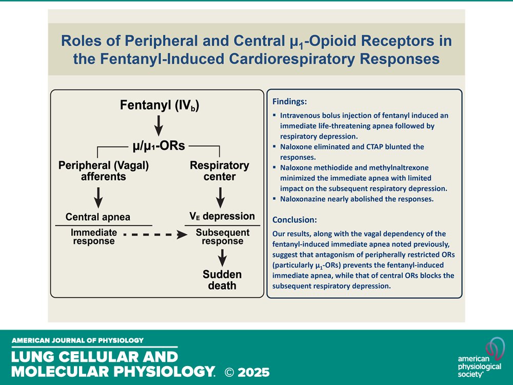 AJPLung's tweet image. Research Article by J Zhuang et al. Roles of #peripheral and central µ1-opioid receptors in the #fentanyl-induced #cardiorespiratoryresponses (ow.ly/4Vse50XnM9o) #opioidreceptors