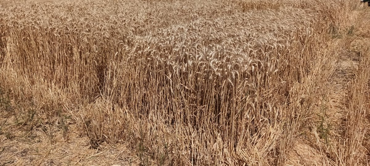 Cosecha de trigos BNI en La Estanzuela 🌾🌾   Primera en Sud America de BNI (Biological Nitrification Inhibitor) = Exudan en las raices compuestos biologicos que inhiben la nitrificacion, manteniendo el N como NH4 y reduciendo perdidas. Proyecto Cropsustain CIMMYT - INIA