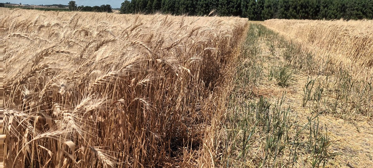 Andres Berger tweet media