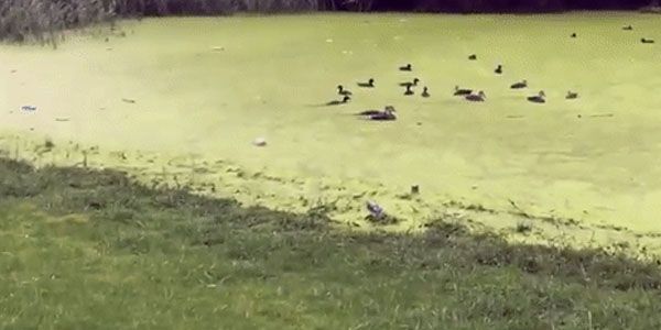 thecodinglove's tweet image. When I dive into the redesign of a legacy project thecodinglove.com/when-i-dive-in…