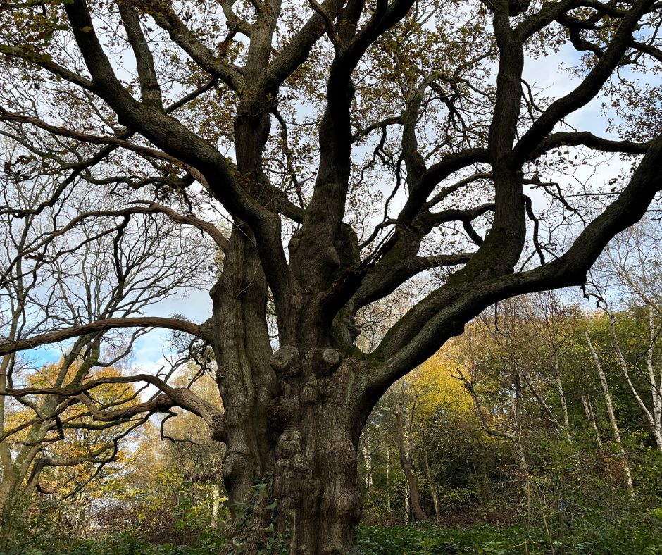 Highgate Wood tweet media