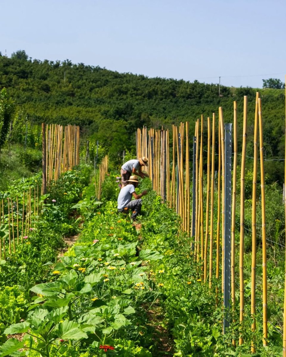 Stay Beyond Green tweet media