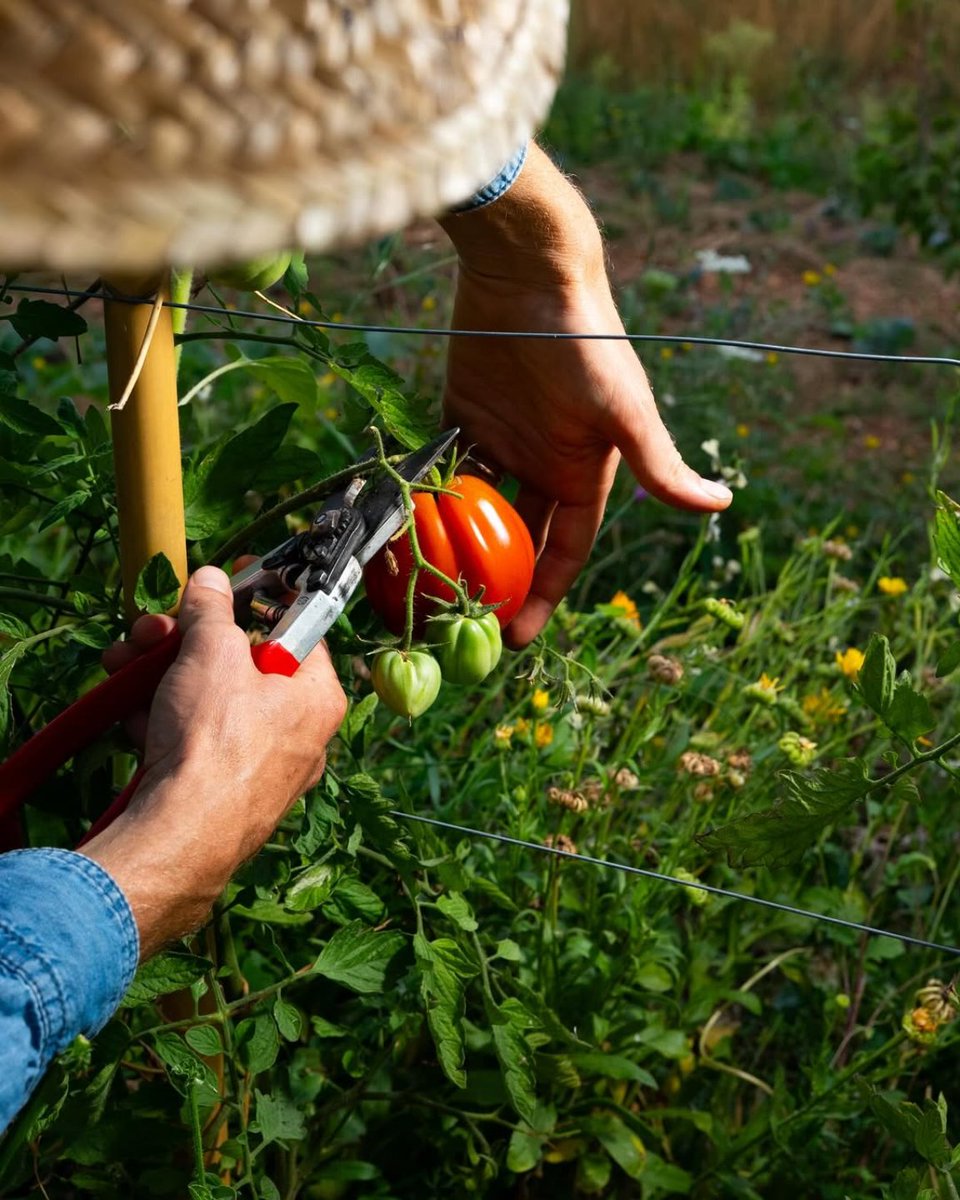 Stay Beyond Green tweet media