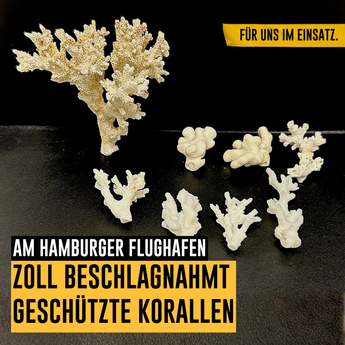 zoll_info's tweet image. 🌊 Bei der Kontrolle eines Flugs von den Malediven beschlagnahmte der Zoll 8 Korallen aus dem Gepäck eines Reisenden.

Korallen fallen unter das Washingtoner Artenschutzübereinkommen. Für die Einfuhr bedarf es einer zwingend notwendigen Genehmigung.

sohub.io/jmuu