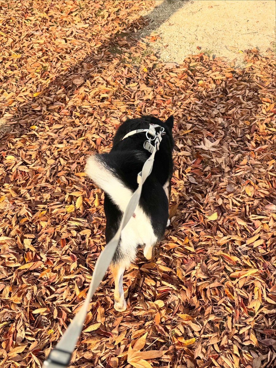 biwako_hinode's tweet photo. Autumn🐕🍂 https://t.co/MMqZNQqEx3