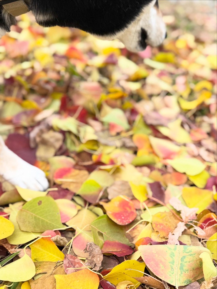 biwako_hinode's tweet photo. 落ち葉いっぱいの季節🍂 https://t.co/IivYp5kdwz
