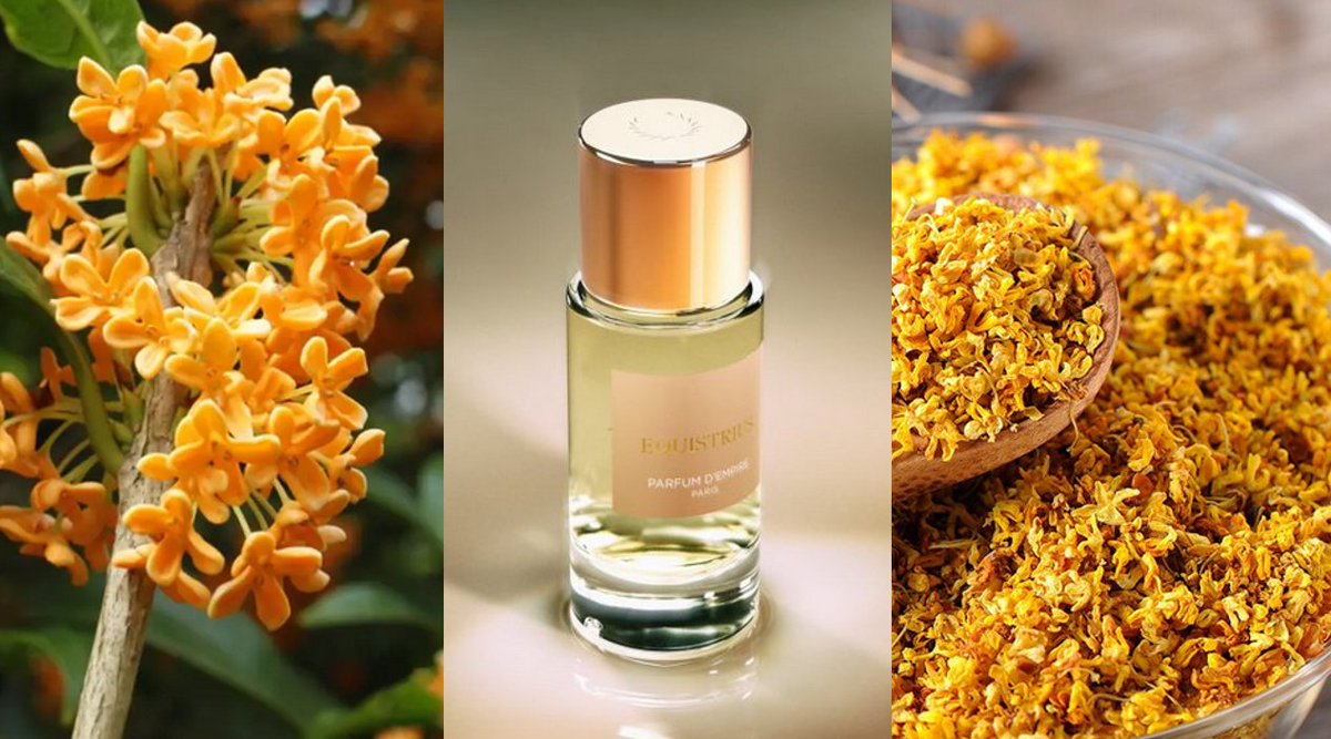 حالا که صحبت از گل اُسمانتوس (Osmanthus) شد، لازمه یادی هم از عطر Osmanthus Interdite از برند Parfum d'Empire بکنیم. اینجا بیشتر روی اون سویه چای-مانند اُسمانتوس تاکید شده و فضای این چای معروف چینی به زیبایی بازسازی شده: 

😍 گلی، با رایحه چای، کمی شیرین و یه نموره خاکی. 😍