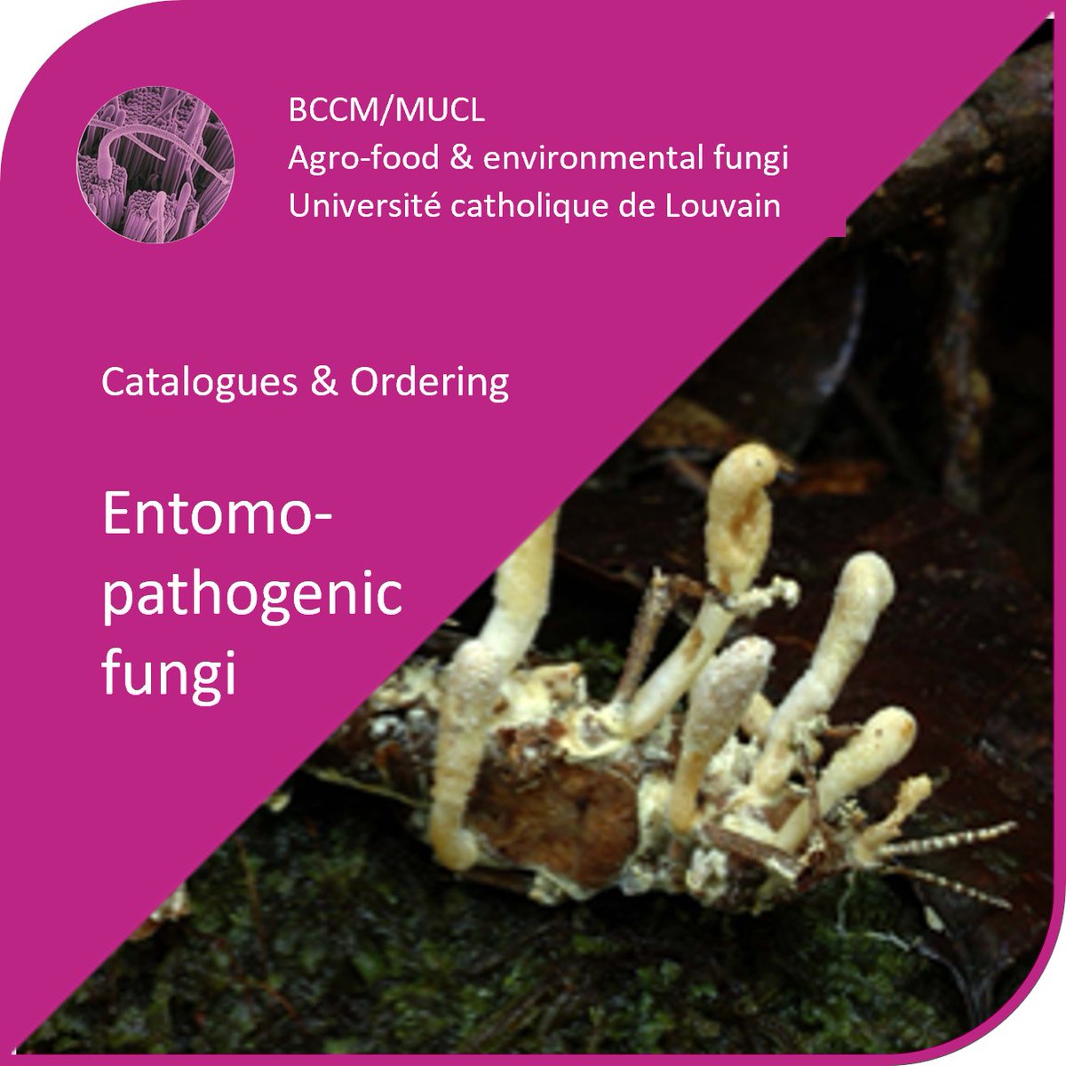 BCCM Collections tweet media