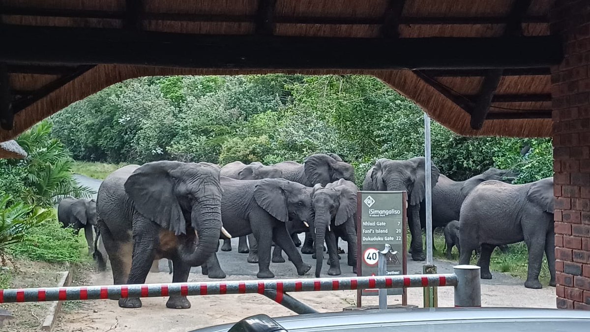 iSimangalisoZA's tweet photo. Nature decides the pace here.
This elephant herd paused everything as they moved safely across the road. πΏπ
Magical sighting in iSimangaliso. Beautifully captured by Carl Myhill. πΈ
#iSimangaliso #SafariLife #wheremiraclesneverend https://t.co/RK1FzDeB22