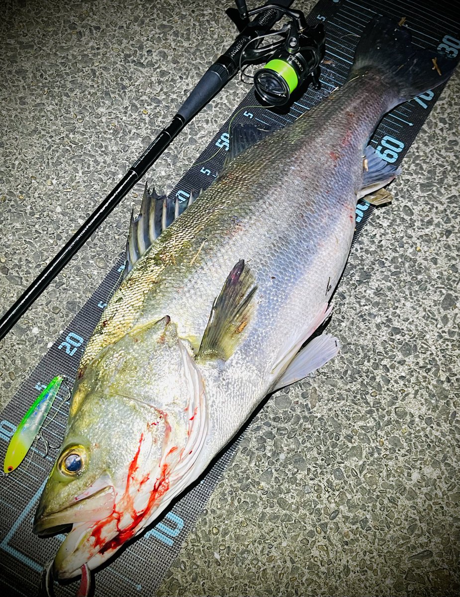 ポン酢🎣 tweet media