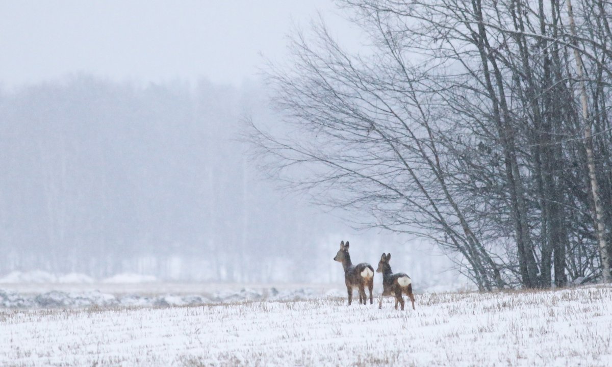maaperakuntoon's tweet photo. 🌱 Nyt se on virallista: EU:n maaperädirektiivi astuu voimaan 16.12.2025. 🌱

EU:n maaperädirektiivi on julkaistu virallisesti tällä viikolla. Kansalliseen lainsäädäntöön direktiivi tulee olla vietynä kolmen vuoden sisällä.

Lue lisää: https://t.co/bbb9PrQfEs

#MaaperäKuntoon https://t.co/TQFjqXNNrE