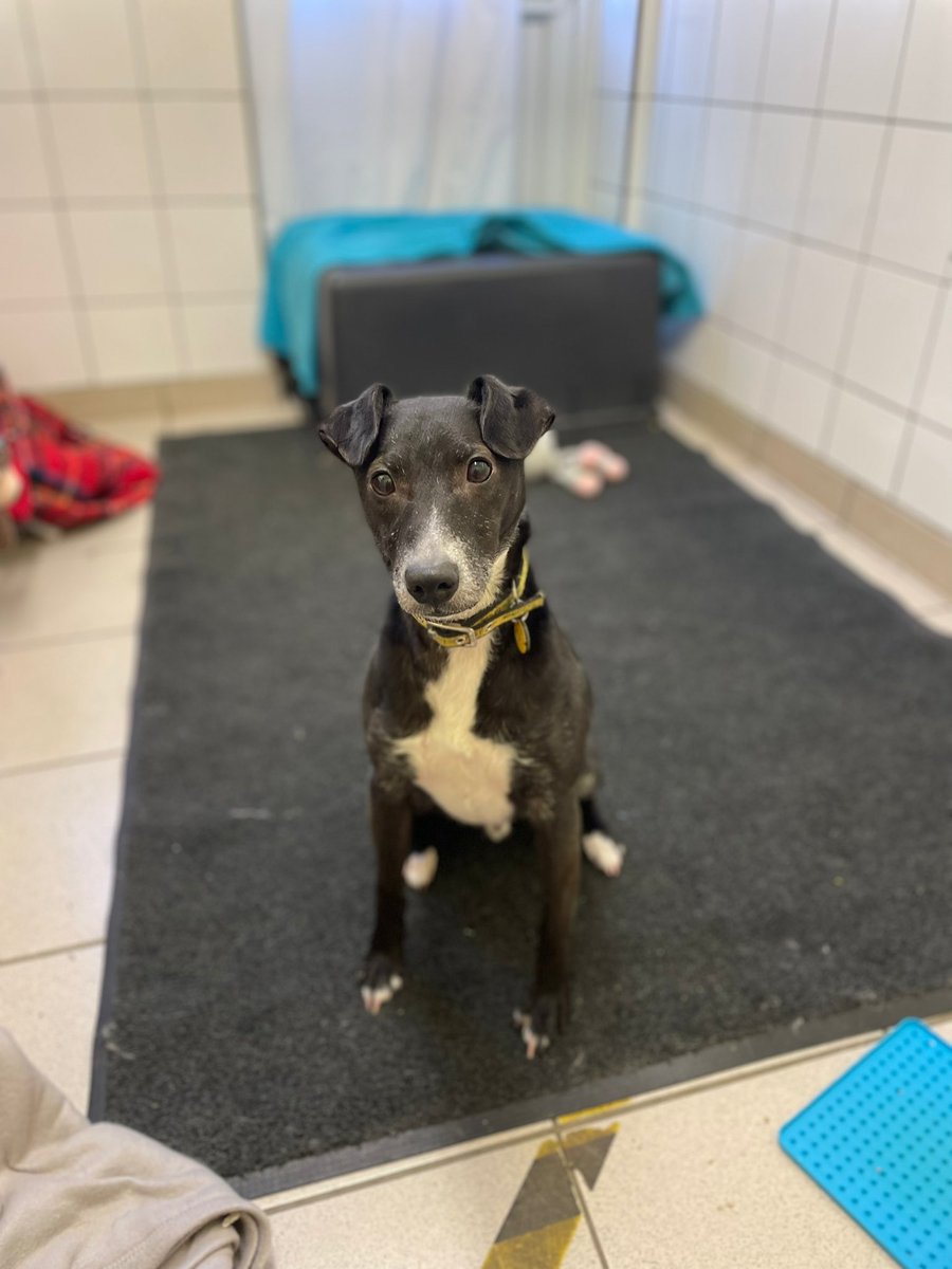 DT_Shoreham's tweet photo. Our dogs say that #BlackFurDay is much cooler and more fun than Black Friday! 😏🖤 #AdoptDontShop https://t.co/nfhQ7E6GEH https://t.co/pOPpJbIbN7