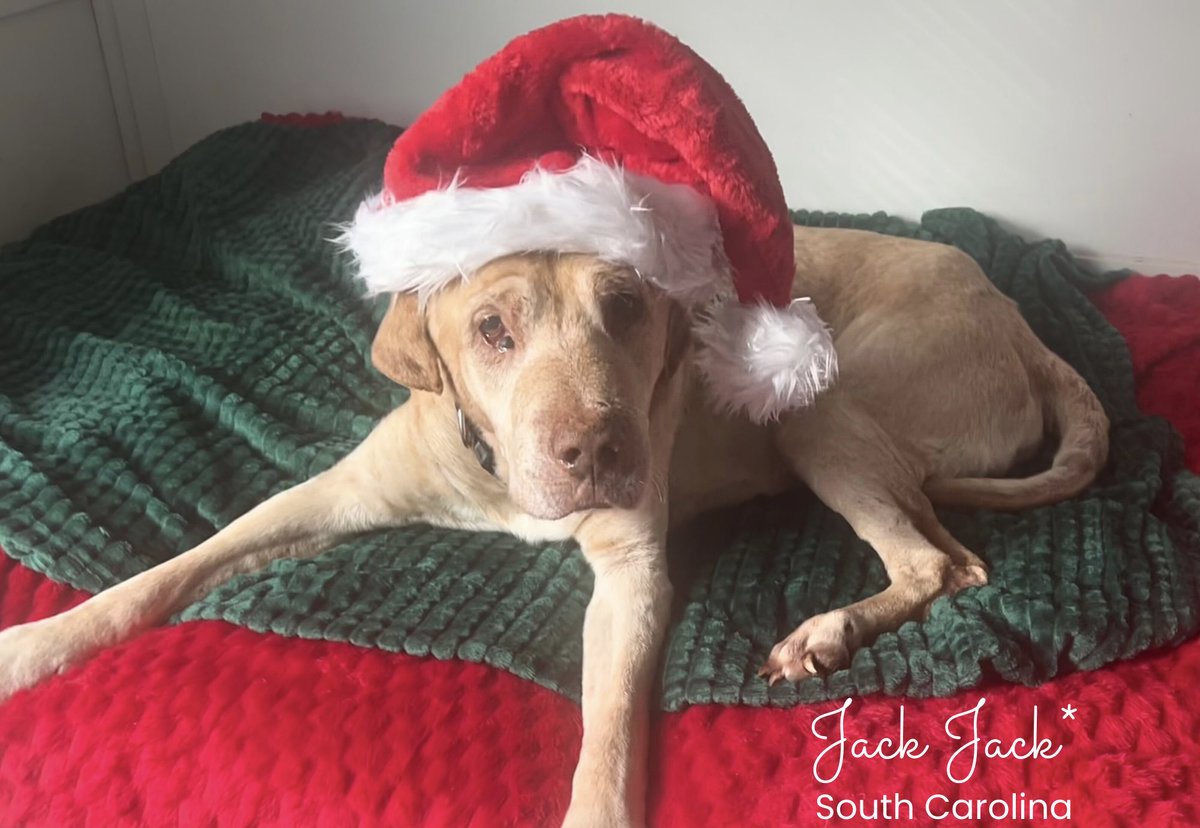 CALENDAR GIVE-AWAY!!!!
Follow, Retweet &amp; Comment Below:
What is Jack Jack’s favorite snacc snacc?!
All comments entered to win a 2026 Rescue Coop Calendar!
Random drawing at noon EST!
LET’S GOOOOO ♥️