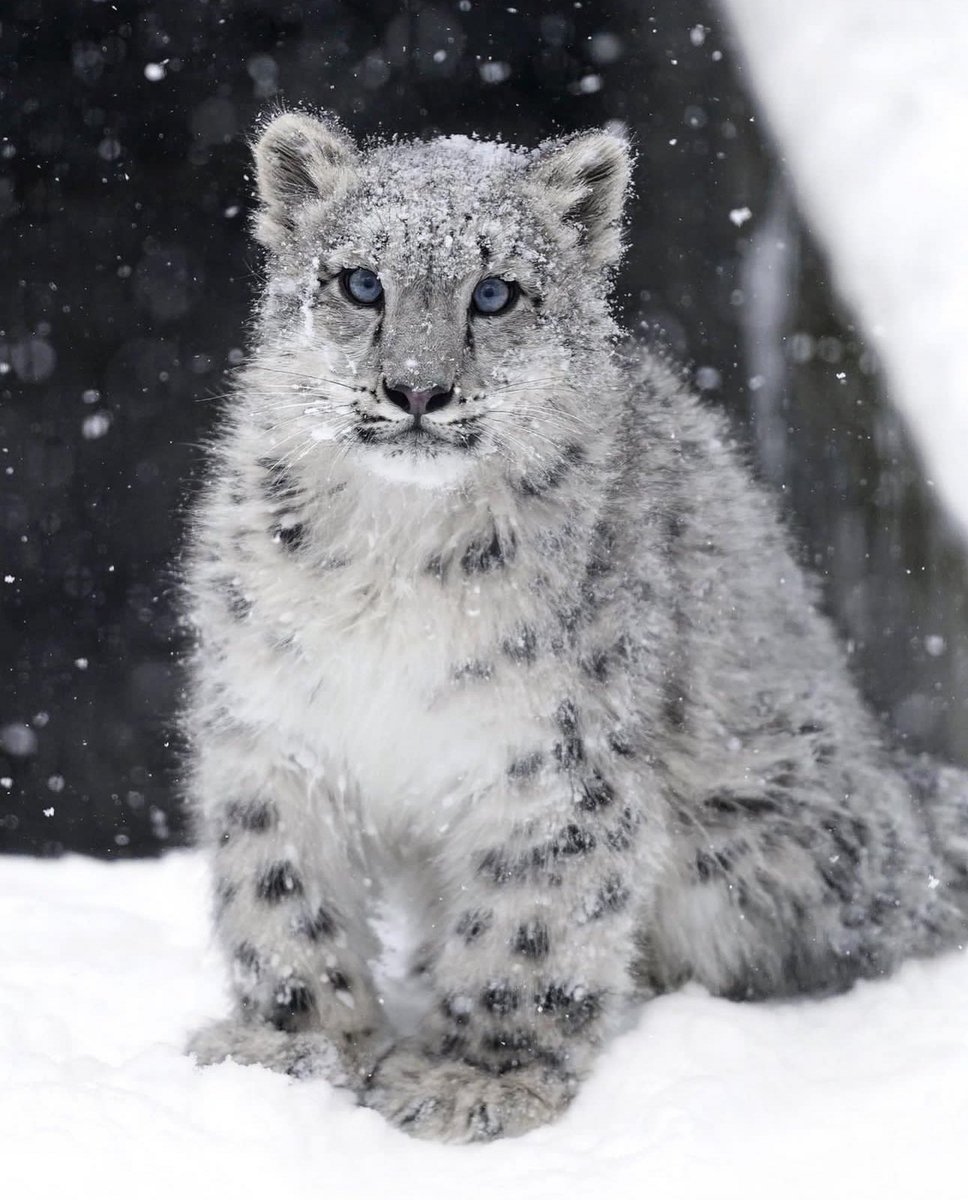 riku (@rikunow) / Posts / X