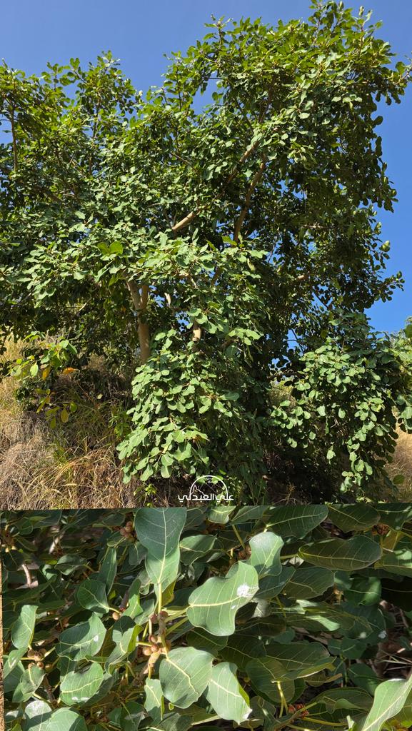 من #نباتات_فيفاء
التين الجبلي ، المعروف ايضاً بالتين الصخري المشعر.

يعرف في #فيفاء بإسم بدع واحدتها بدعية. 

Ficus glumosa Delile
 شجرة مثيرة للاهتمام شجرة دائمة الخضرة في المناطق التي تكون فيها الأمطار غزيرة ،  وتنمو بسهولة حتى ارتفاع 15 مترًا؛ بتاج مستدير وقد يكون مفتوحًا أو