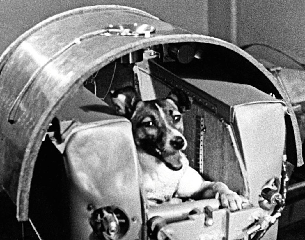 iAmShatorrie's tweet photo. @lady_valor_07 Don't forget about Laika she deserved so much better. https://t.co/Bw0YmbdUt8