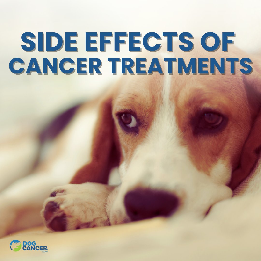 DogCancerHelp's tweet image. #Dogcancer isn’t one-size-fits-all, and
neither are treatment side effects. The more you
understand, the better you can support your pup
through their journey. Learn more about common
cancer #sideffects: dogcancer.com/side-effects