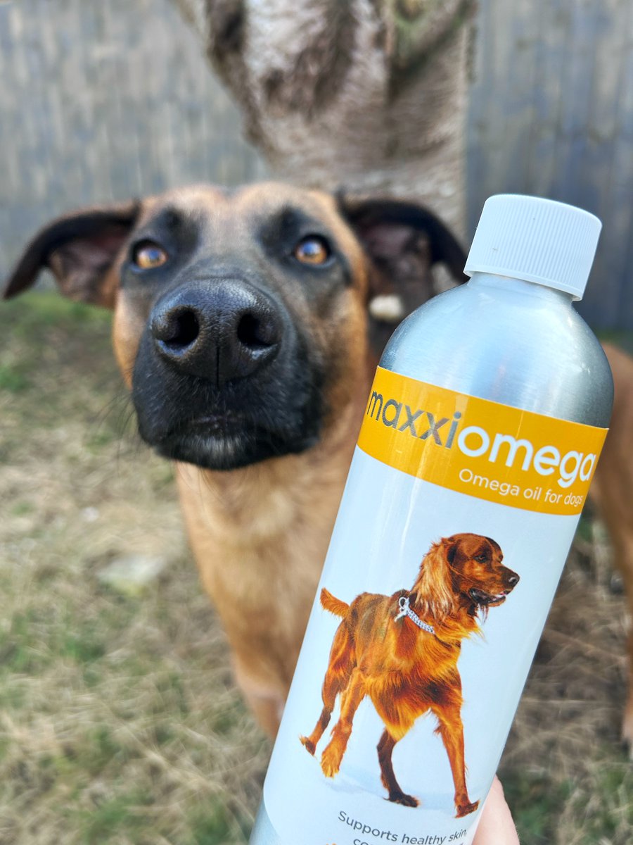 maxxipaws's tweet image. maxxiomega for healthy skin and soft shiny coat ❤️
#dogomega #omegaoilfordogs #maxxiomega