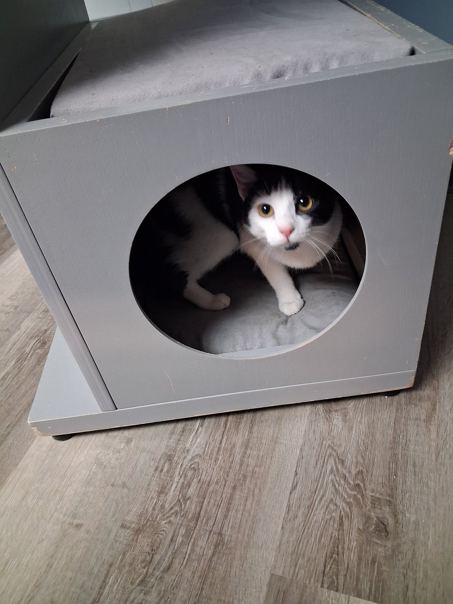 FiFi and MooMoo are at the Cats in Bloom (Bllomsburg Pa) waiting for their forever human