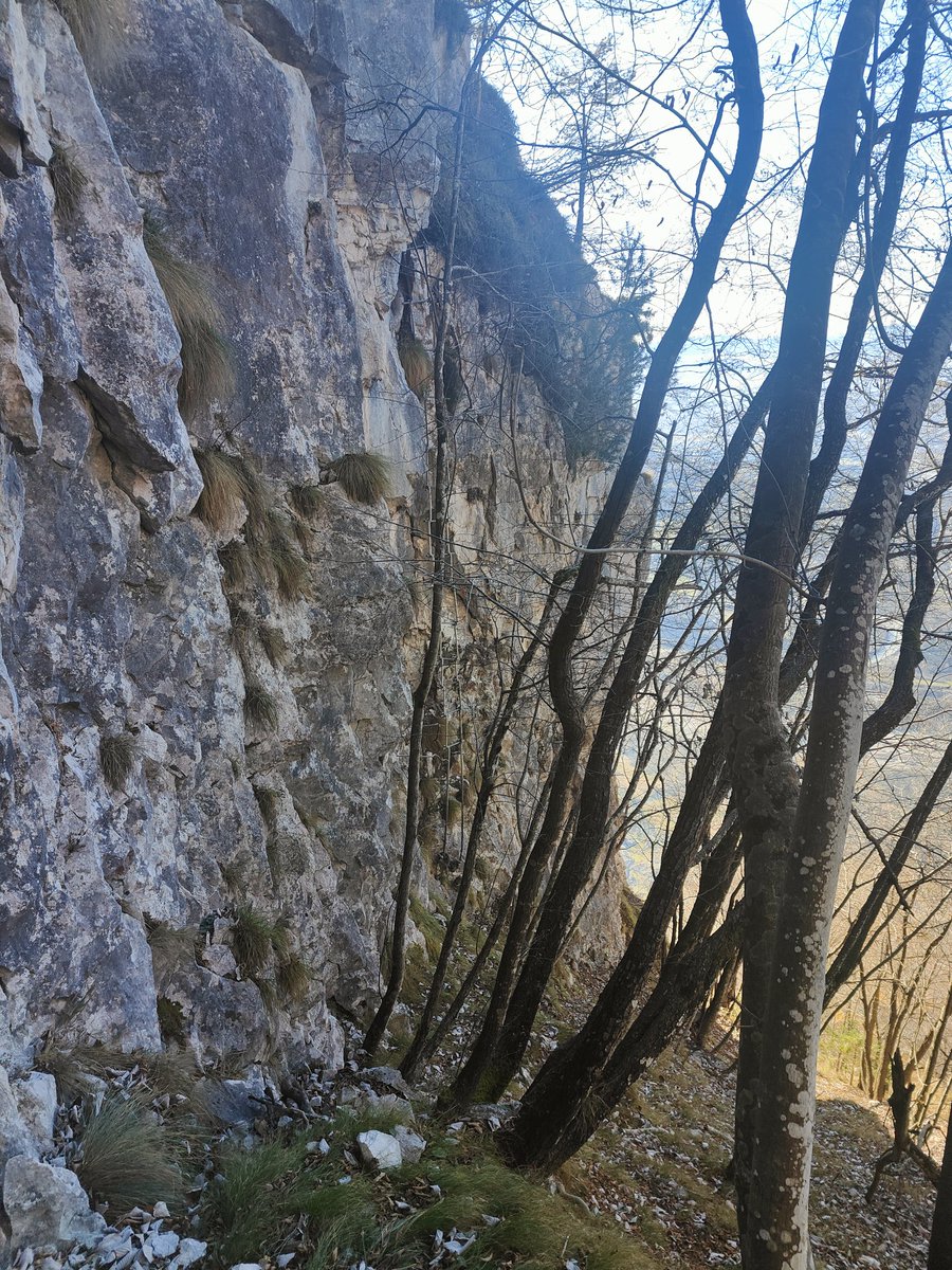 galloforcello2's tweet photo. Oggi passo lento sul sentiero (dismesso) per le Cave de Fason #dolada #belluno https://t.co/gdupn4hUX0