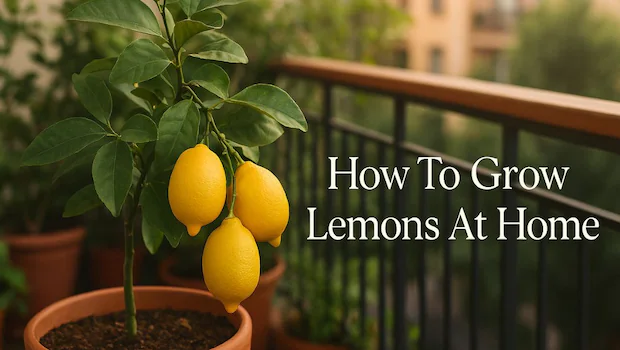 NDTVFood's tweet image. A Step-By-Step Guide To Grow Fresh Lemons In A Pot At Home
food.ndtv.com/how-to/a-step-…
#lemons #homegrown #howto