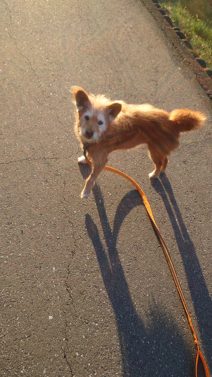 イッヌ可愛すぎBOT (@maromaromarro) / Posts / X