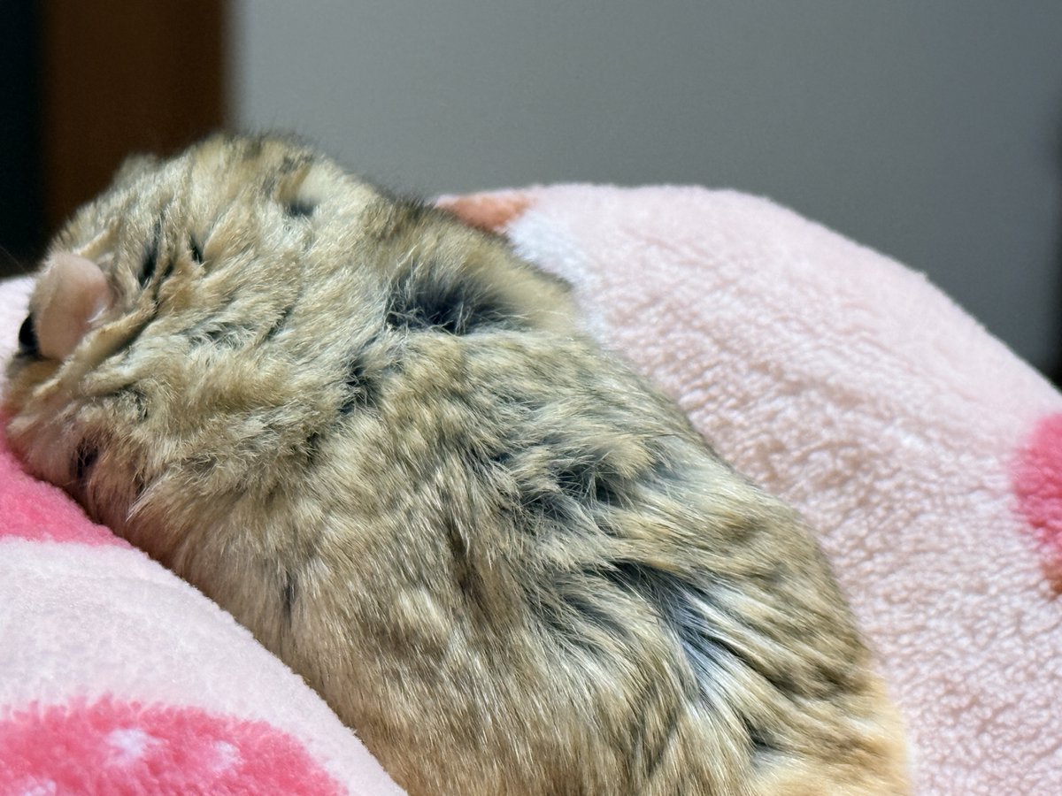 ゆっこ🐭ねずみの雑貨屋CLOVER🍀 (@nezumi3illust) / Posts / X