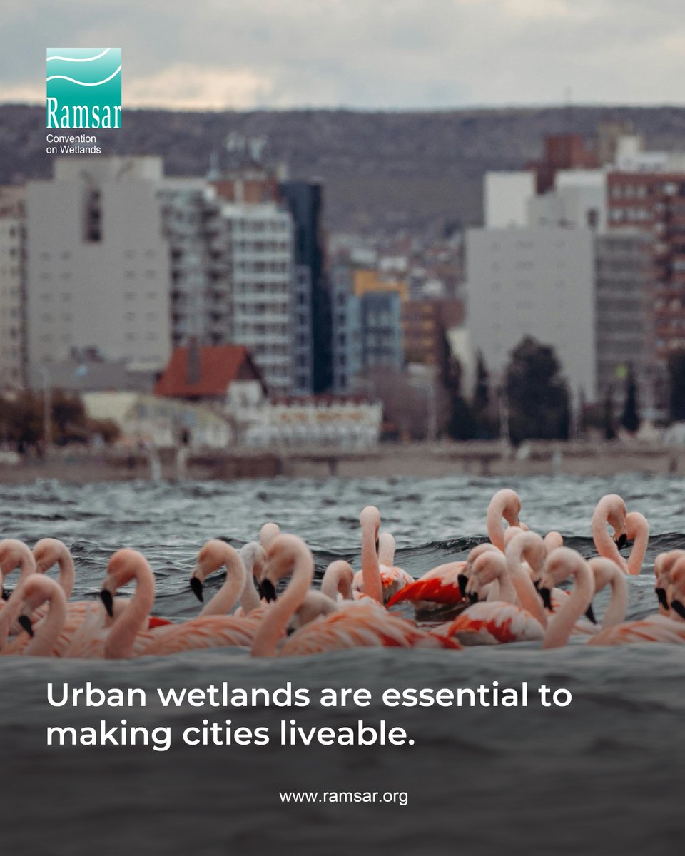 RamsarConv's tweet image. 🌆 Urban wetlands are essential and contribute to making cities liveable. They help with flood control, acts as a filter for domestic and industrial waste. 

🏞️ They also contribute to improving water quality and are green spaces in cities which helps to promote human wellbeing.