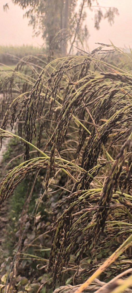 prashant_lmp's tweet image. काला नमक
#paddy
#Indianagriculture