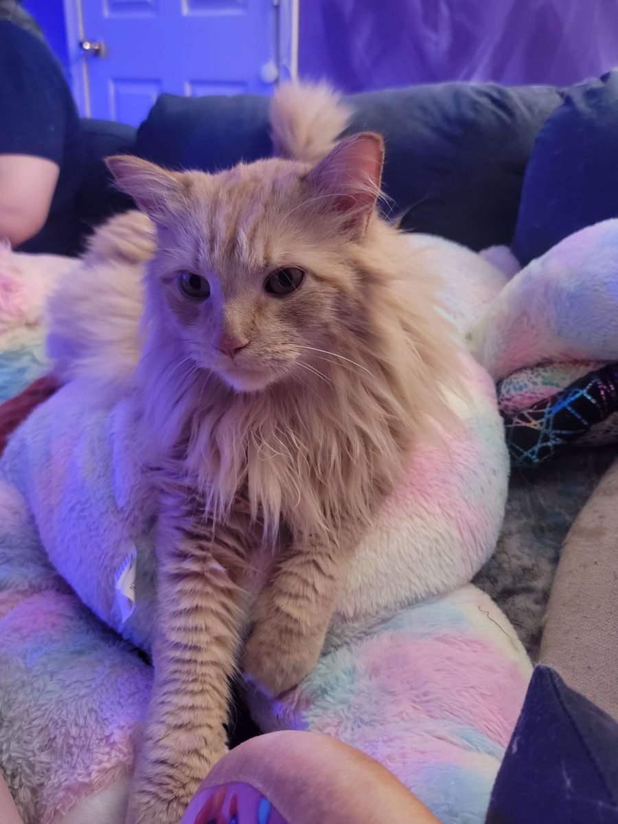 dickvinci's tweet photo. My wife had taken me to look at cats for Christmas before we got together and nowhere would let us pet them except the Humane Society. 
I saw my cat being held by a small child and when I held him after the kid did, he fell asleep in my arms. https://t.co/sD1hmtPNXt