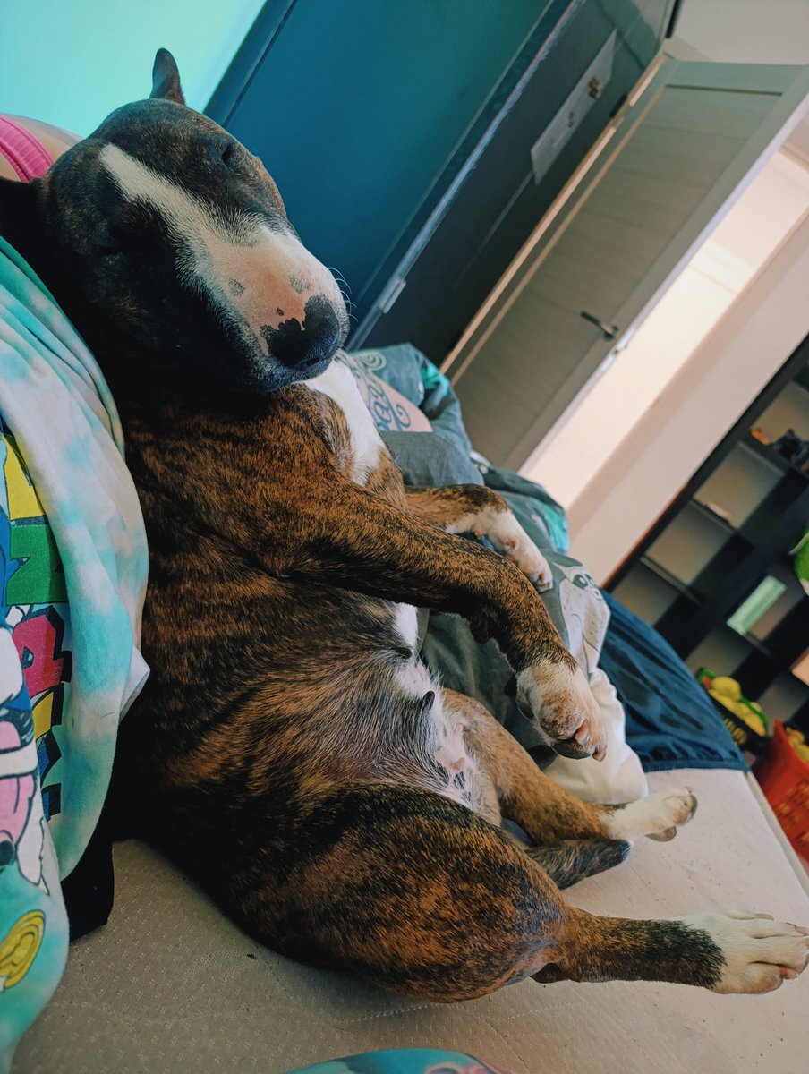 dogsunderhood's tweet image. До 8 месяцев, Дрёма жила в Москве,  а потом в деревне. Были вопросы, конечно, как она переживет возвращение в город и поводок. Но перенесла она всё более чем нормально. Звуков не боится, а спать может так крепко, что её не дозваться.